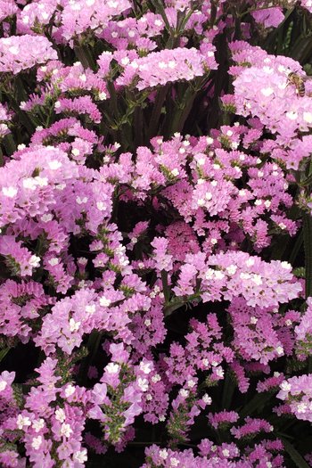 Tissue Statice Rose Pink 